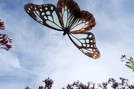 ASAGIMADARA 2025 Ⅲ