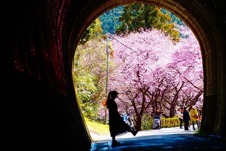 SAKURA tunnel 2024