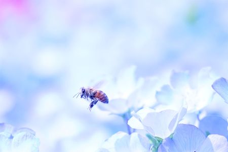 Nemophila-Bee 