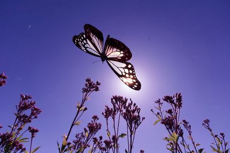 ASAGIMADARA 2025 Ⅰ