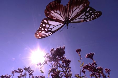 ASAGIMADARA 2025 Ⅱ