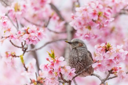 河津桜回廊と小鳥達