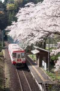 桜咲く樽見鉄道