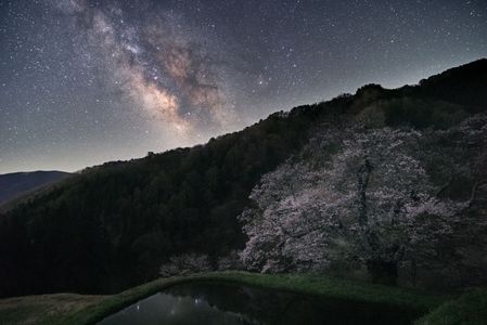 桜咲く夜