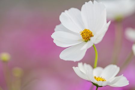 コスモスと…？