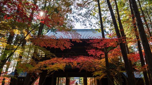 曹源寺の紅葉