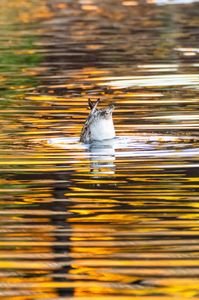 カモ神家の一族