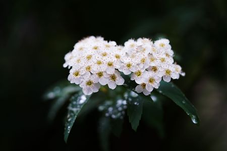 小手毬の花