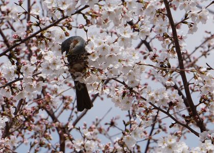 桜に集まる生き物