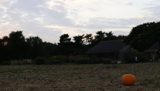 ソバ畑とかぼちゃが残された道