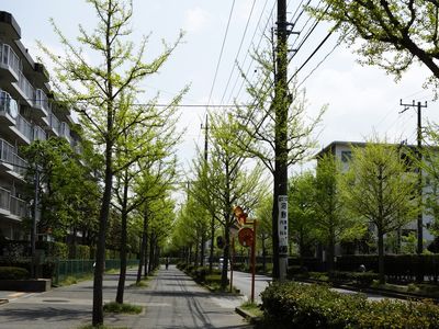 新緑の街路樹