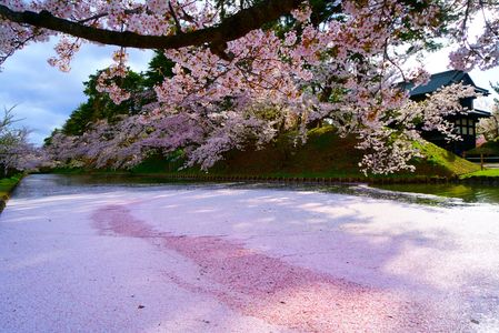 弘前公園の桜　2023.04.16