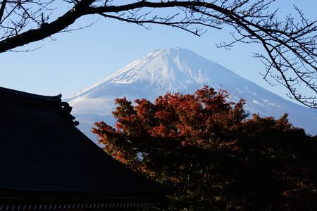 桜の木と富士と紅葉