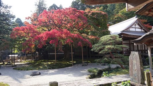 雷山千如寺大悲王院の大楓