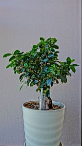 ガジュマル「幸せの木」