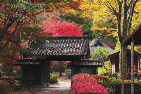 錦秋の公園(2025.11.19)