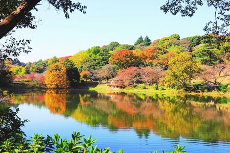 近隣の紅葉(2025.11.14)