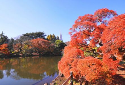 錦秋の御苑(2025.11.21)