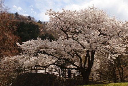 満開の桜。#2