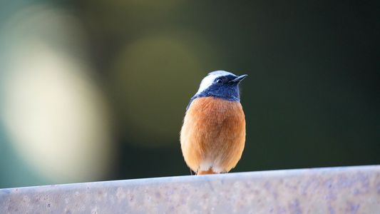 マトリョーシカ