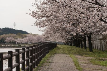 池公園の桜並木