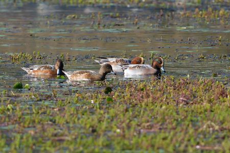 ・・緑色光沢を持つ・・！　#ヒドリガモ#