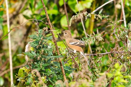 ただ今　食事中！　#ベニマシコ#