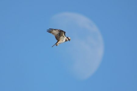 月に鶚（ミサゴ）！