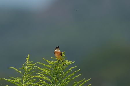 ロックオン！　ノビタキ
