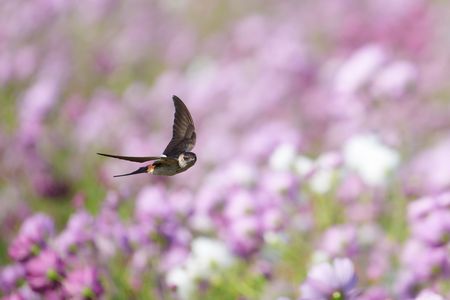 コスモス＋コシアカツバメ！