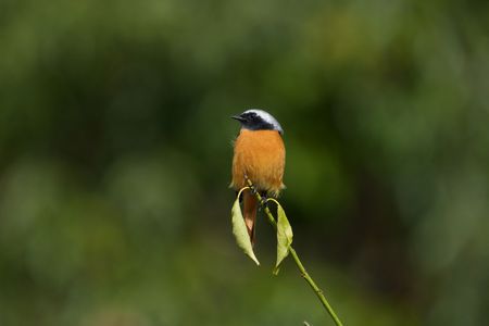 Ｉ公園にて！　#ジョウビタキ#♂