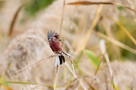 “紅”鮮やか！　#ベニマシコ#♂