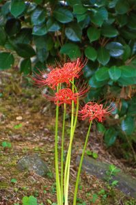 彼岸花が咲く