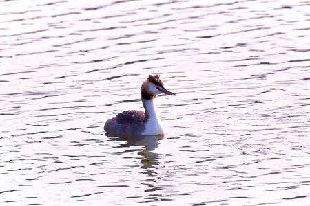 カンムリカイツブリ