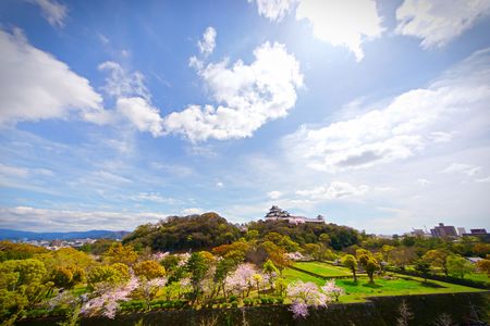 和歌山城の桜彩