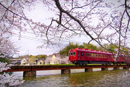 電車と桜彩