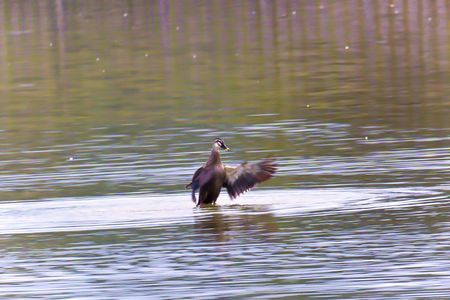 水面で羽ばたく