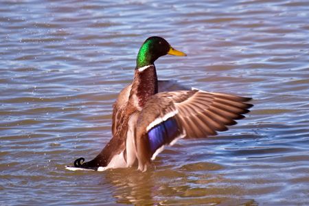 マガモ羽ばたく