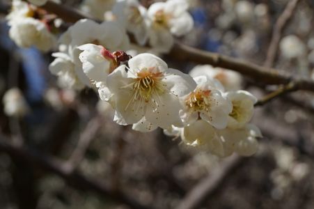 梅の香り