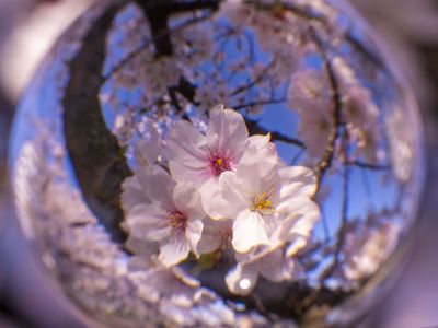 水晶の中の桜