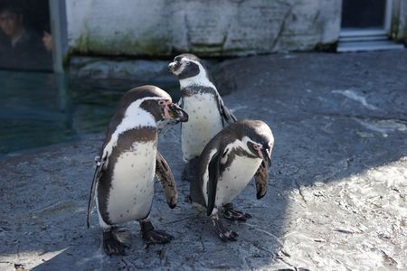  3 Penguins