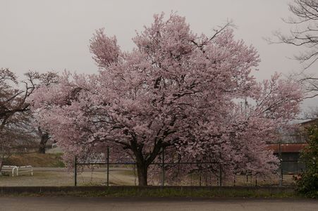 会津の桜