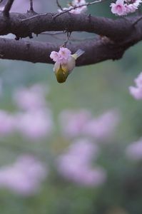 桜&メジロ