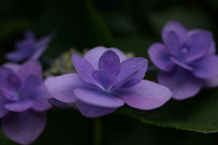 ☂　紫陽花