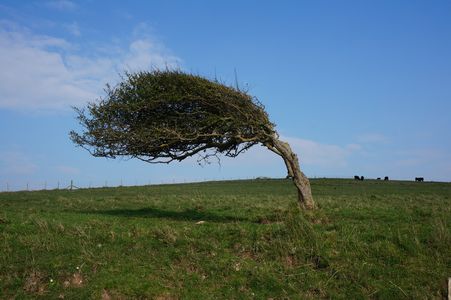 強風に耐える木