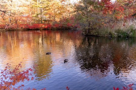 歴史あるSwan Lake