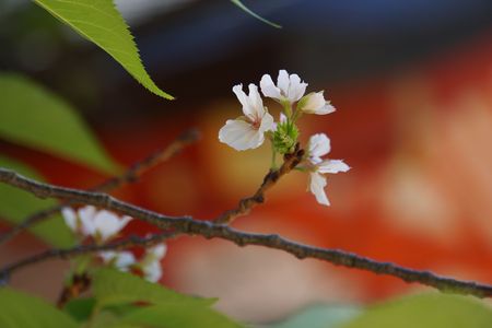 ニュースでは桜が咲いたと・・