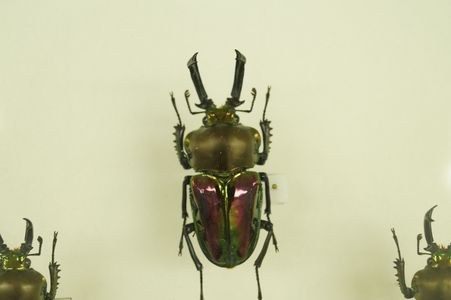 ニジイロクワガタ