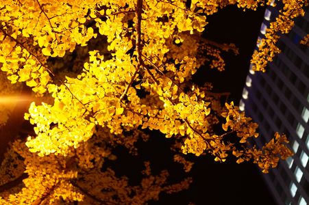 夜を彩る銀杏