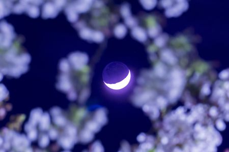 月と桜と地球照